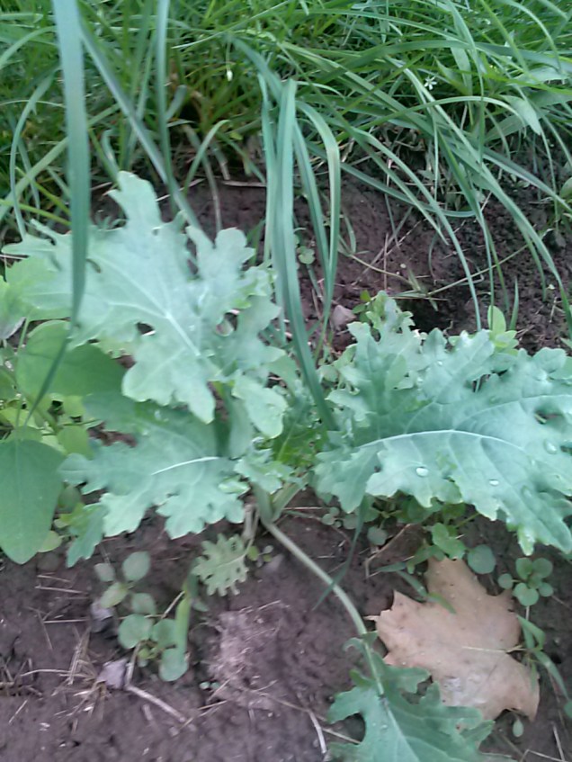 Here is my kale. I grew these inside at first as seedlings and then planted about 20 of them in the garden. I think most of them have survived, and are doing well. The leaves on this one are about 5 inches long.