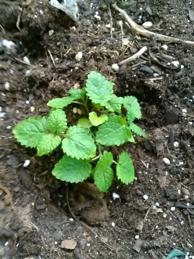 Here is some lemon balm growing in one of the barrels on the porch. It smells so good.