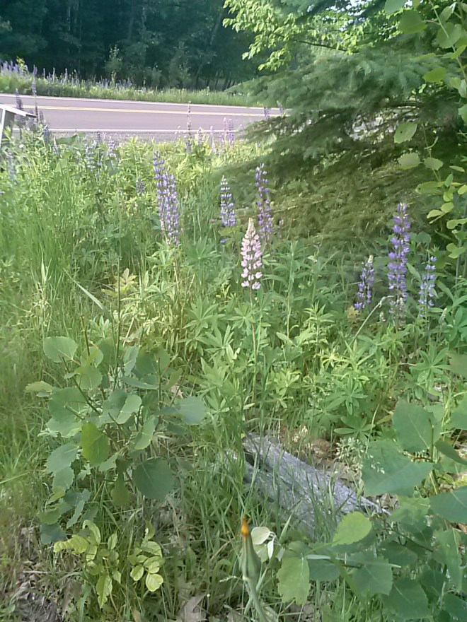 Lupines - we have these growing near our mailbox, and they are growing across the street as well. When I was a kid, there were some at only one tiny spot in the area I live in. Now they are in ditches along the road all over the place.