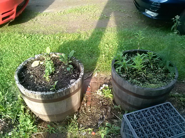 Here are some more barrels, just off our porch. My mom planted lilies in them, and they've slowly stopped producing. We got one nice lily last year. I divided them and put them in only one barrel (the right one here) and the left barrel has other flowers.  Echinacea and black eyed susan and others.