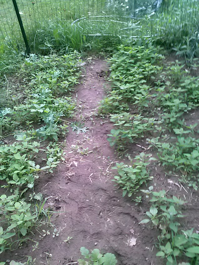 Here is the bed that is mostly full of lamb's quarters. I am going to let them grow a bit more before harvesting.  I have some stuff I planted that is (kind of) growing in amongst all the lamb's quarters.