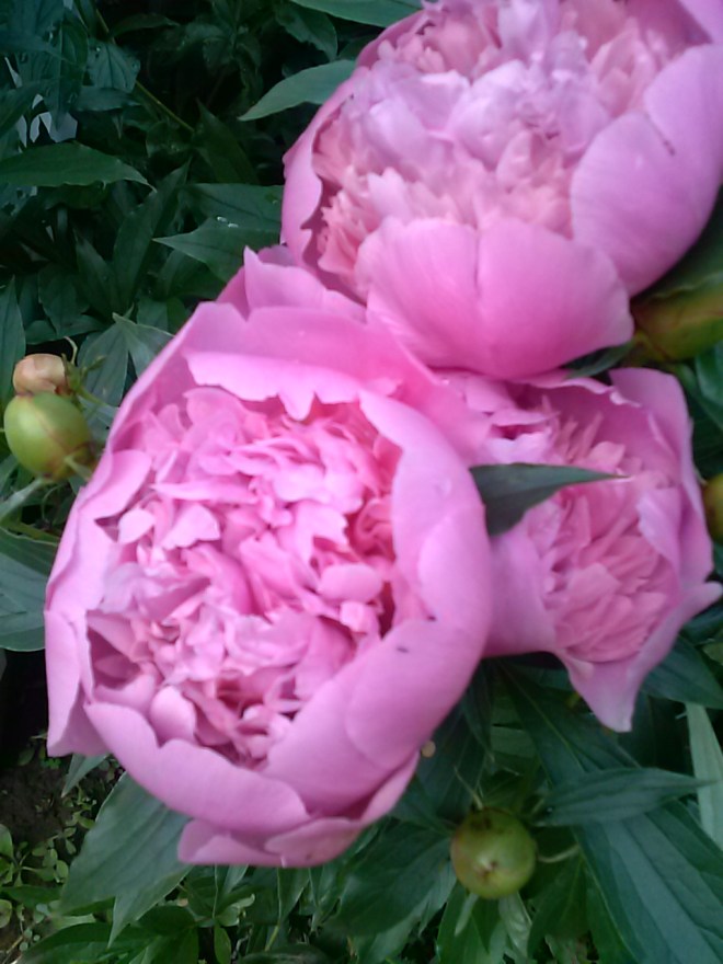 Our pink peonies. My parents planted these years ago and they are still going strong.