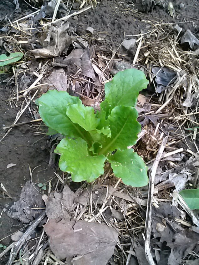 I planted a little raised area next to my strawberry patch (which is also in the back garden plot) with chard, lettuce, and spinach.  Here is my romaine. I put seedlings in and most are still there and doing well.