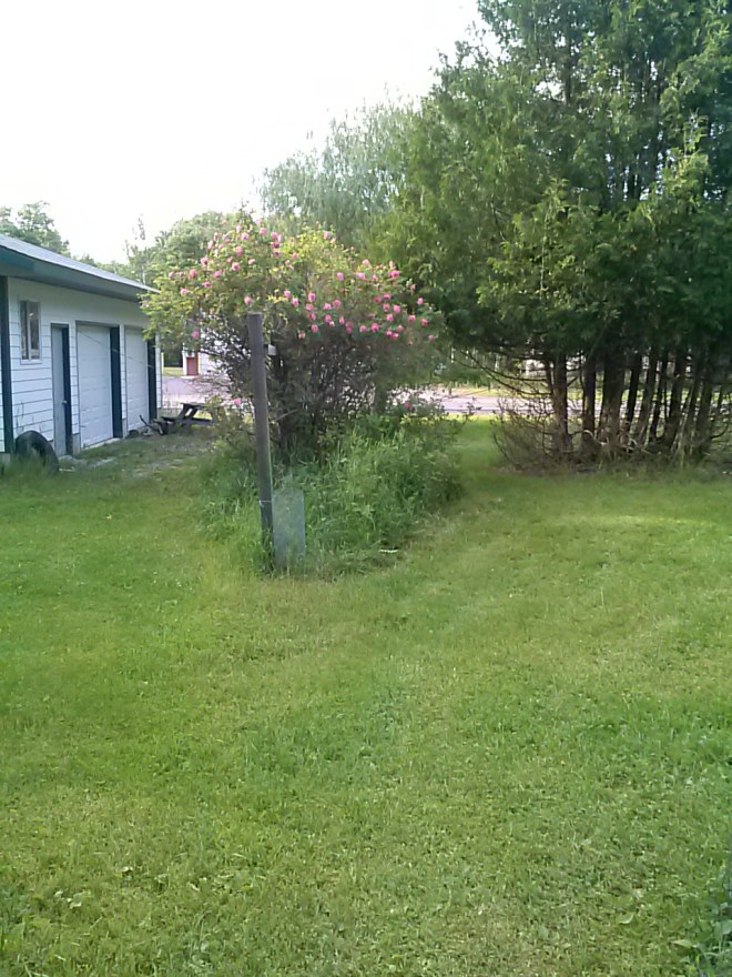 Our side yard with the rose bush. The roses are blooming now.  At the nearest post, I have a wisteria planted. It's about 5 inches tall, and doing well.