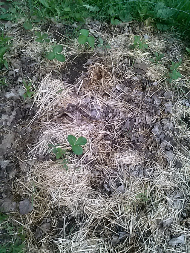 This is part of my strawberry patch.  I'm not too impressed - this year I planted 25 plants into a 