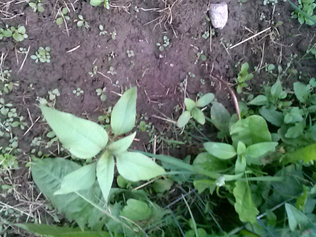 Here are some sunflowers. I put some seedlings in, and they didn't seem to be doing so well, so I planted seeds directly in. They are all growing fine, so I will have quite a few. I think I have 10, and they are a mix, some giant, some yellows and oranges.