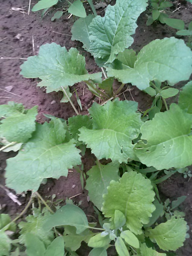 Here are some of my turnips. I planted a couple of small rows and they actually all seem to have sprouted, and are doing well.
