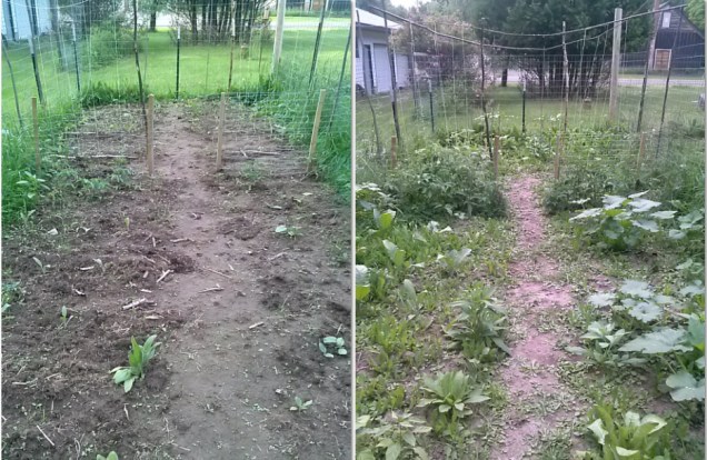 The left shows my garden on June 24th, and the right is my garden today, 7/12/15.