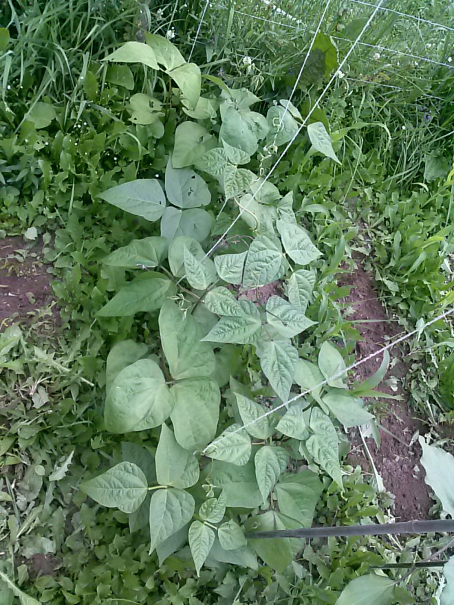 My beans are doing really well, and are starting to climb the strings I put in to support them.