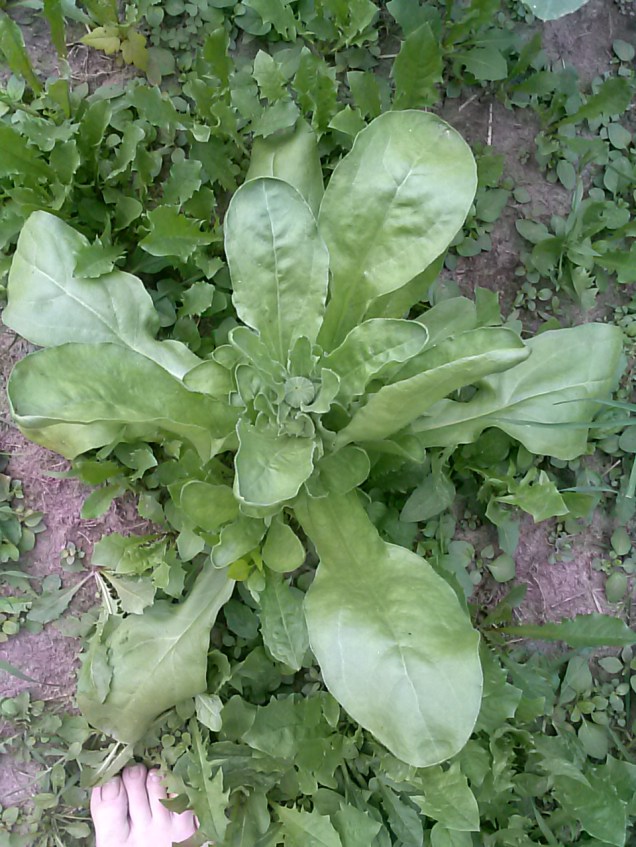 A calendula plant - it's forming a flower. I'm excited, I haven't grown these before.