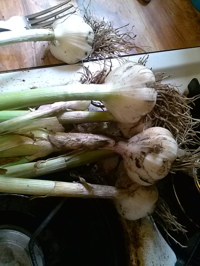 My garlic after brushing off dirt