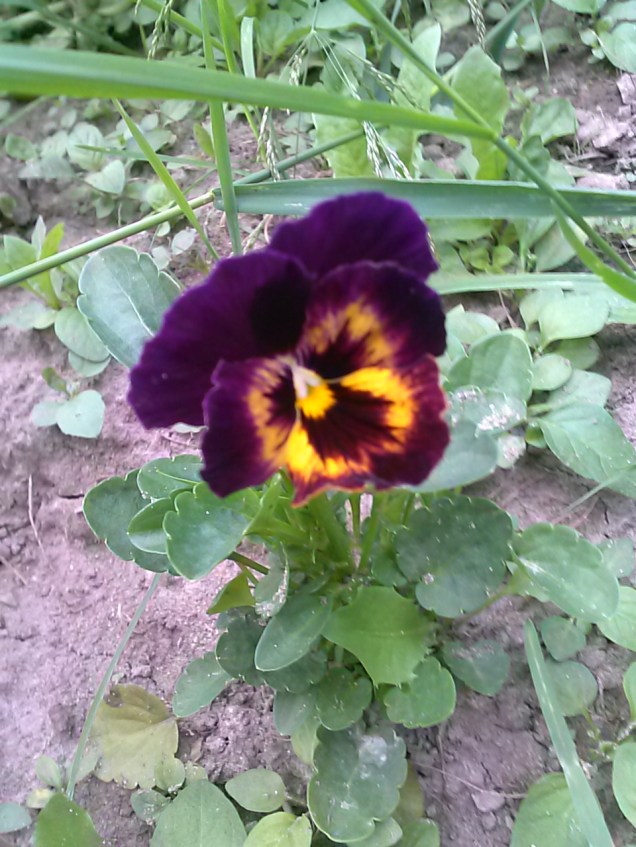 Here is one of the pansies I put in amongst the vegetables.  This one has really pretty coloring.