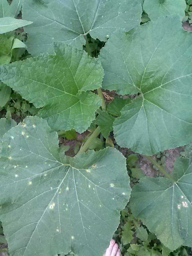 A mystery squash.  Could be a zucchini, yellow squash, or acorn. I'm not sure yet. I lost track of where they were planted with my efforts of re-seeding in empty spots when seedlings died.