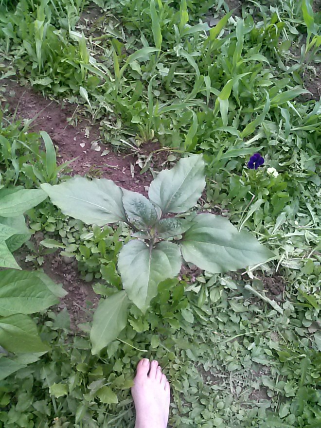 A sunflower that somehow ended up in the corn rows.  I don't care, I love sunflowers. I must have dropped a seed while walking in the garden.