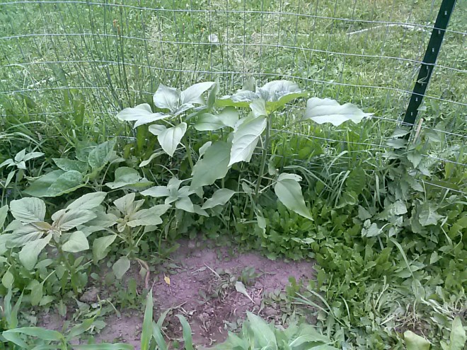More sunflowers. These ones were planted on purpose.