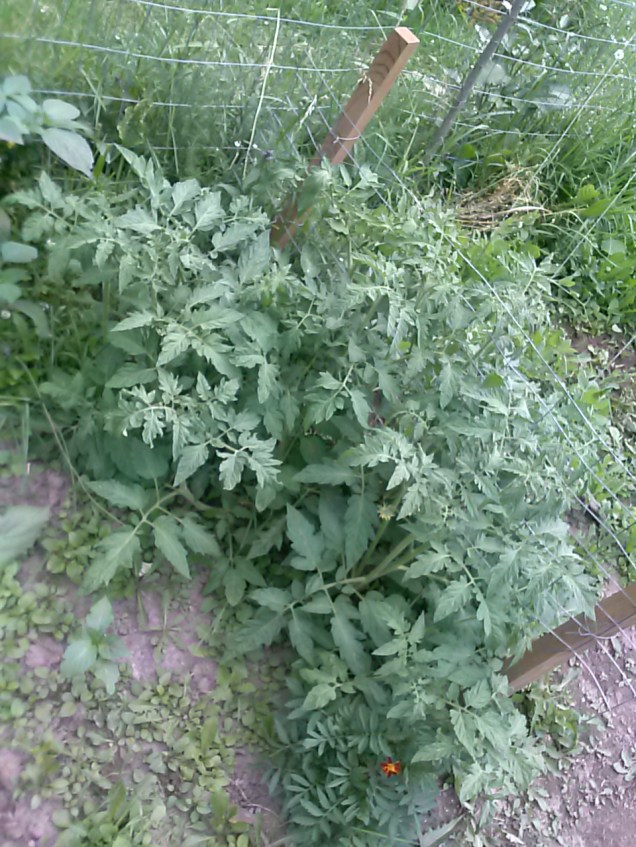 Here are my brandywine and beefsteak tomatoes.