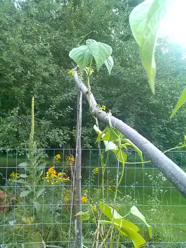 My beans are going crazy, climbing to the top of my tree-poles.  I wonder how tall they would get if they had all the room they wanted.  I have tiny beans forming all over my plants.