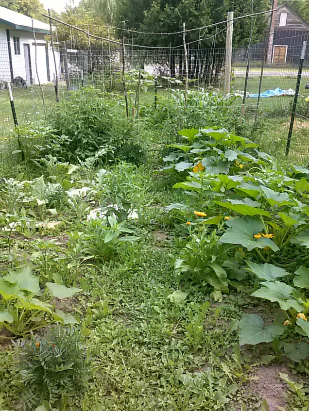 Here was my garden just before I left for vacation.