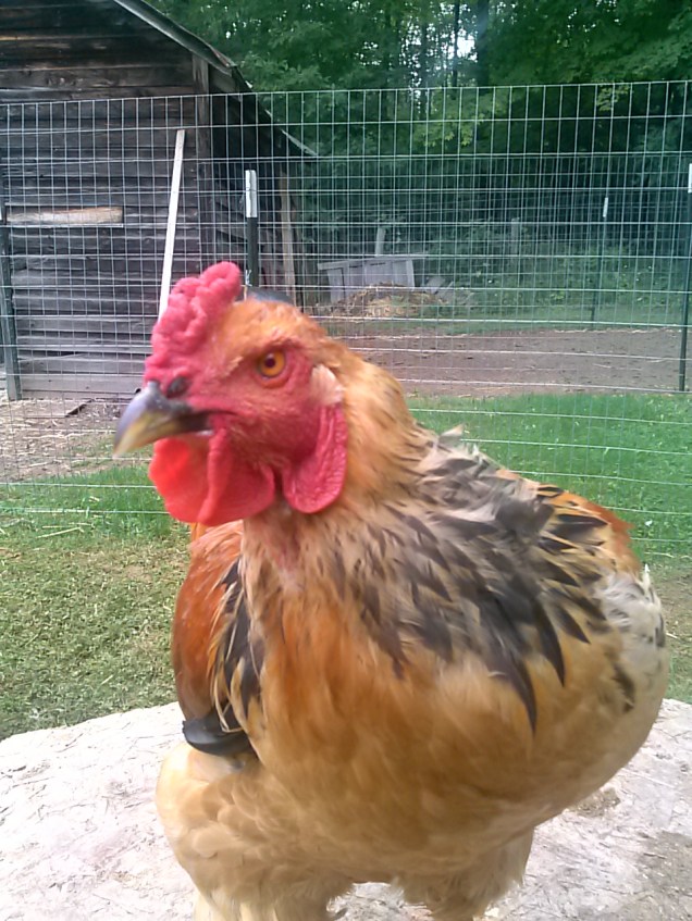 Here is our big beautiful Brahma rooster.  I really want to keep him, but he has lately become a bit aggressive with me.  I'm trying to break that out of him (just showing him I won't take his attitude) but we'll have to see.  I can't keep a really aggressive rooster. I'm hoping he comes around.