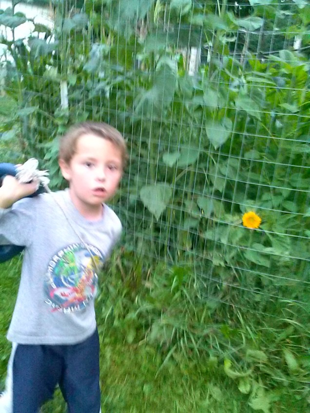 Here is a picture of the above sunflower, along with my son to show the scale. My son is just under 4 ft tall.