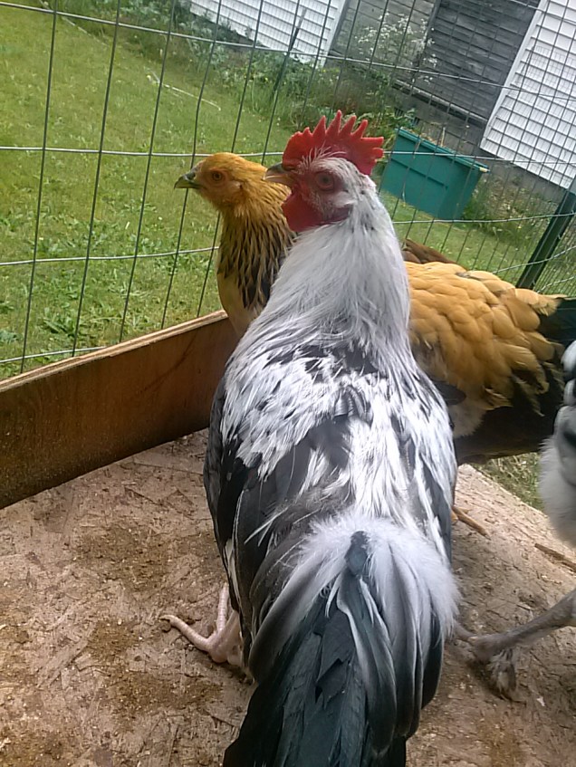 Here is our Dorking rooster.  His feathers are getting really pretty. He's pretty calm, it could be because he's at the bottom of the rooster pecking order though.
