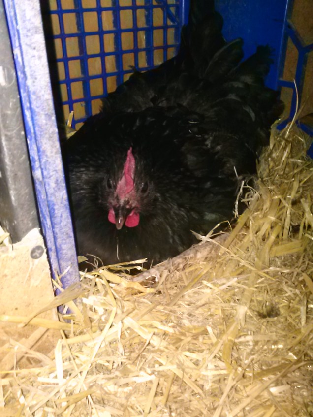 My broody hen
