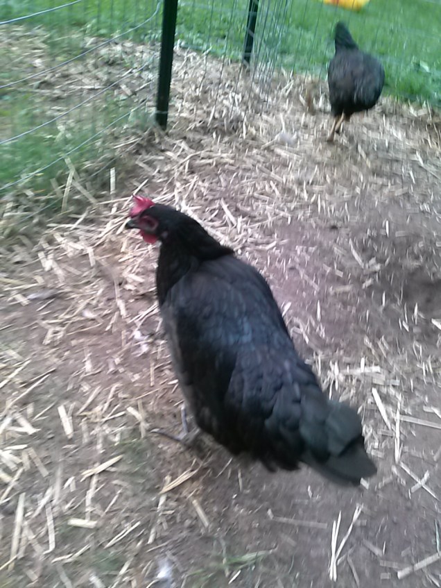 My Black Sumatra hen.
