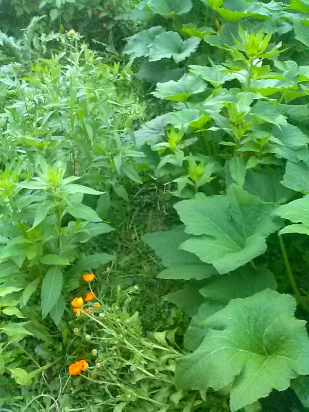 There is a pathway here, somewhere.  The calendula has fallen over into it, because the squash plants are pushing it over, I believe.