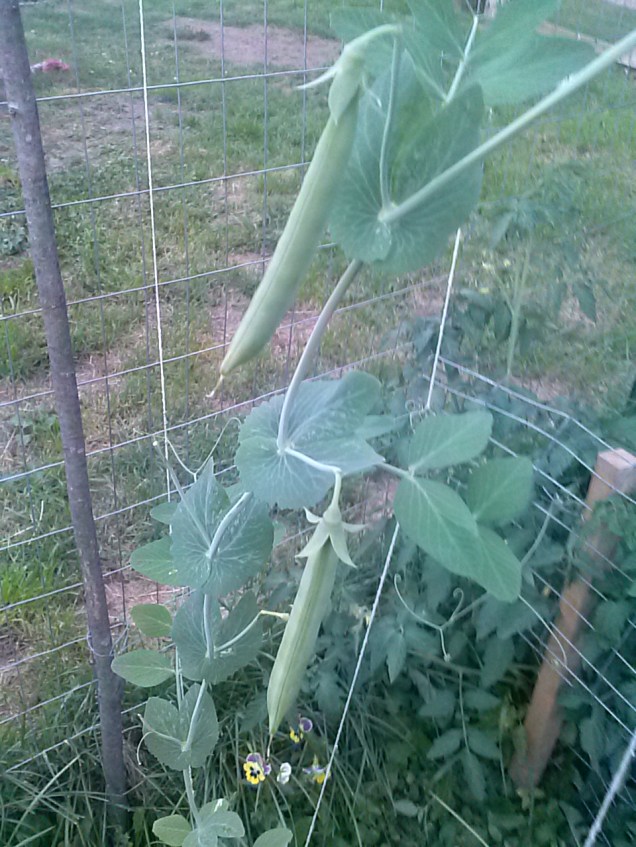 I have peas! These need a couple more days and then I will pick them, there are several on the plant so I'm excited for a decent pea crop this year. I only got a few pods last year - the plants really faltered.
