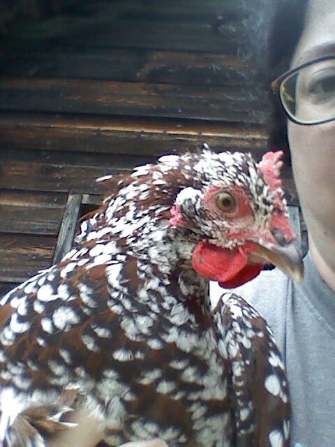 Our hen - I had to hold her to get her picture.