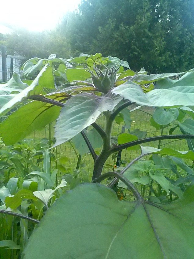 One of my tall sunflowers. Just taller than me right now, and starting to form a flower.