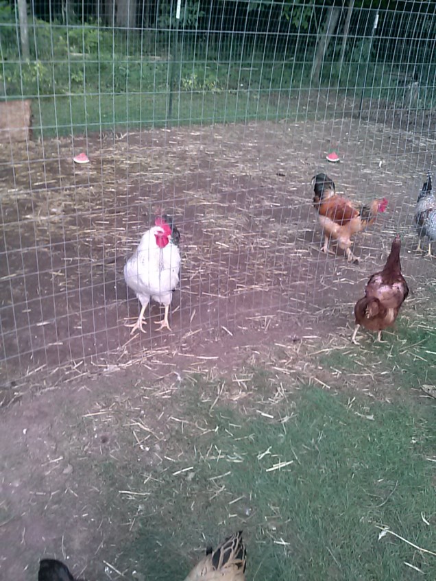 The roosters with watermelon.