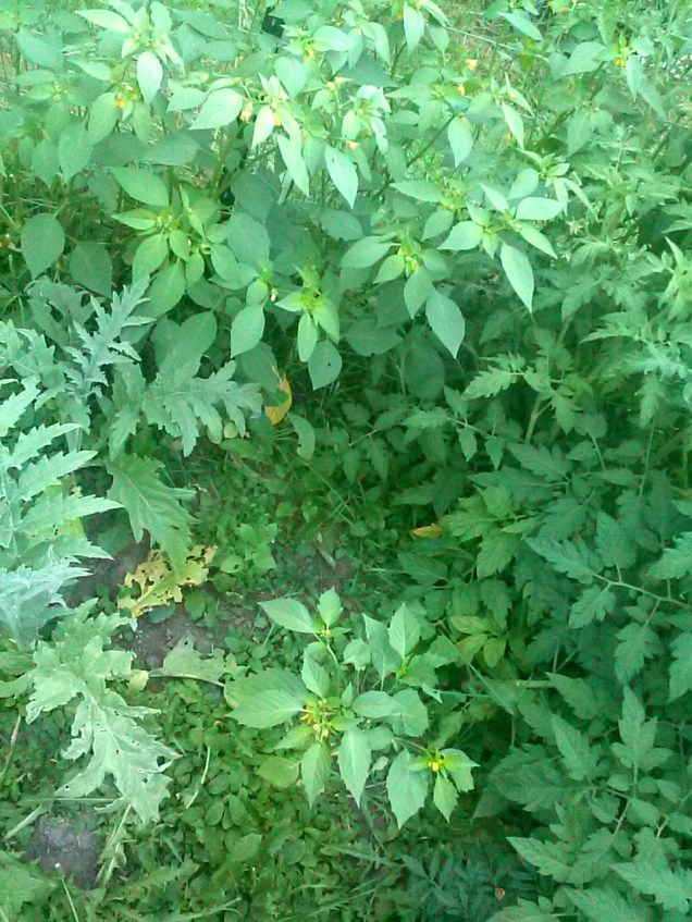 My tinier tomatillo plants are getting large now, and one has flowers. That gives me hope that I will have fruit this year. The largest plant has had flowers for awhile, and just keeps growing.