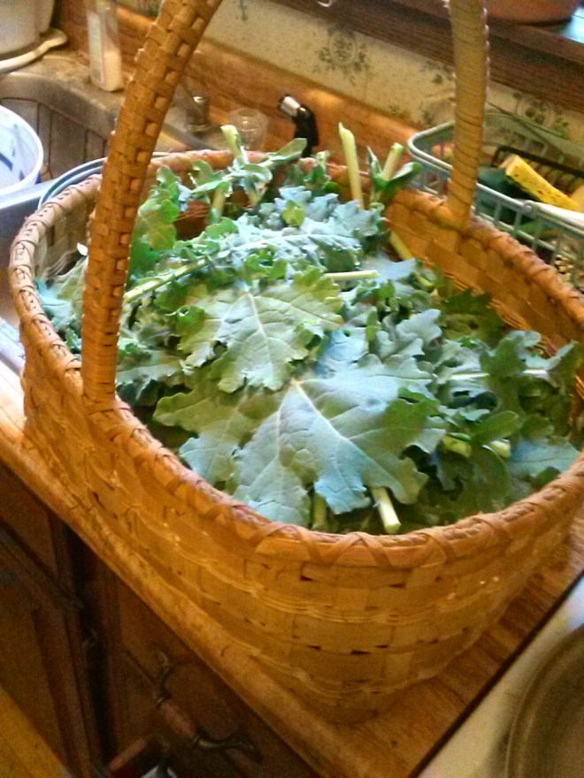My big basket of kale.  This basket is about 2 feet long, 1 foot wide, and just under a foot tall. That's a whole lot of kale.