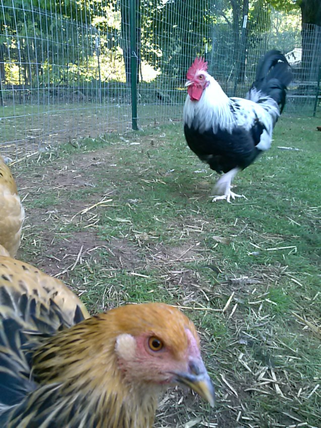 Here is Dorko, the Dorking, with a photobomb from one of the brahma hens.