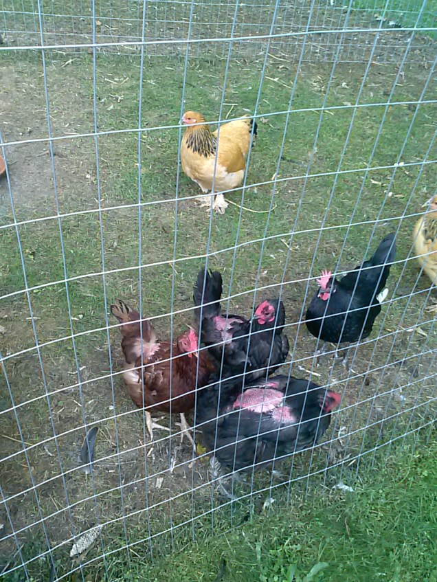 A picture of some of my ladies at the fence.