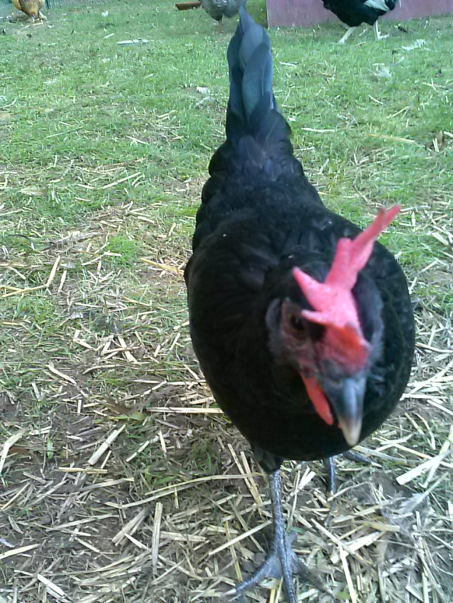 Here's my little langshan / not-sumatra hen.