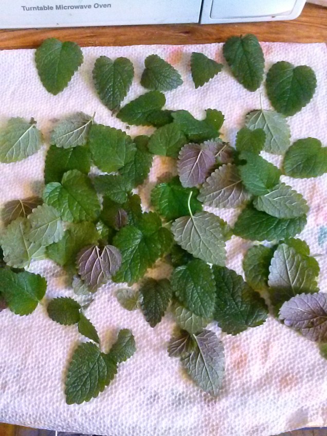 Lemon balm.