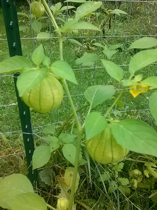 Tomatillos.  I have lots of hummingbirds that like these flowers as well, so they are helping to pollinate them.