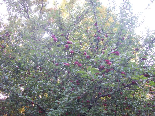 One of the apple trees.