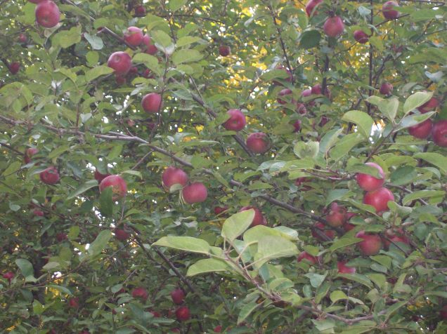 A closer view of those yummy apples.  
