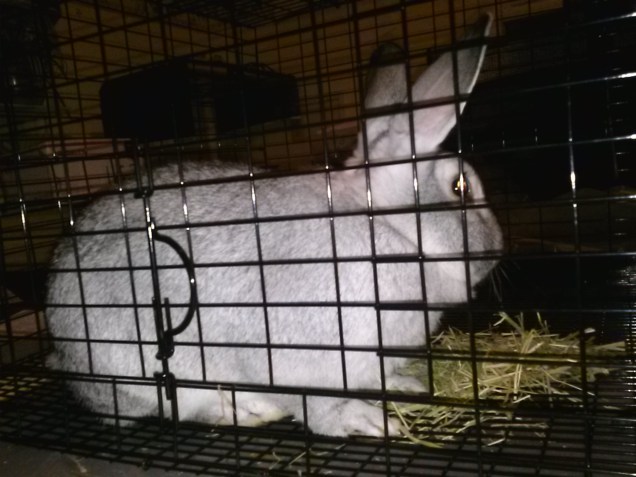 The big gray buck.  He is the size of our (large) cat.