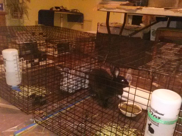 Here are the rabbits in their temporary cages, in my art/livestock room.