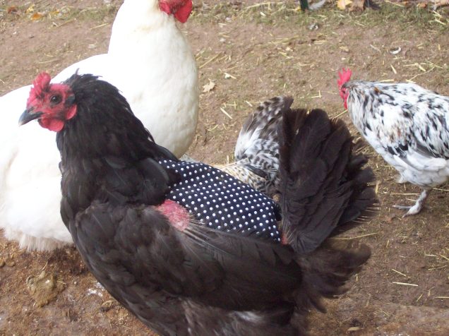 Here is one of my australorp hens wearing her apron.  It doesn't help here wing "elbows", as you can see here, but her back is protected.