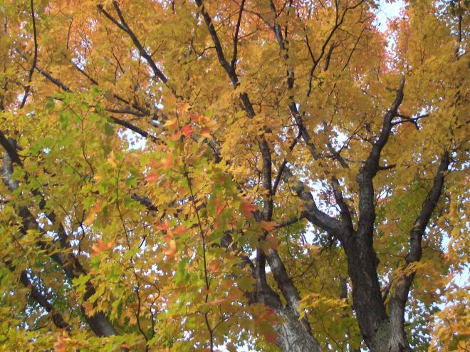Here are the maple trees that we get sap from in the spring.  