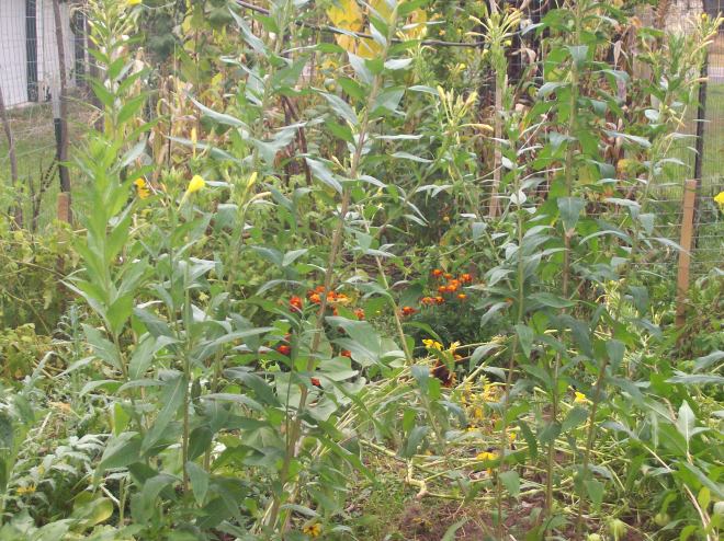 Here's what my garden looks like - a tangled mess with not much left for picking.  