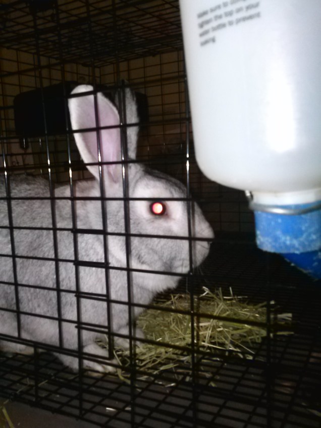 Another big grey pic