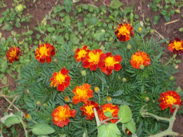 My marigolds.