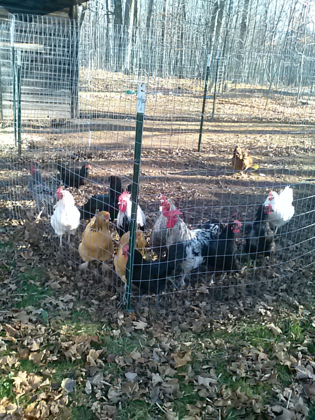 chickens 2