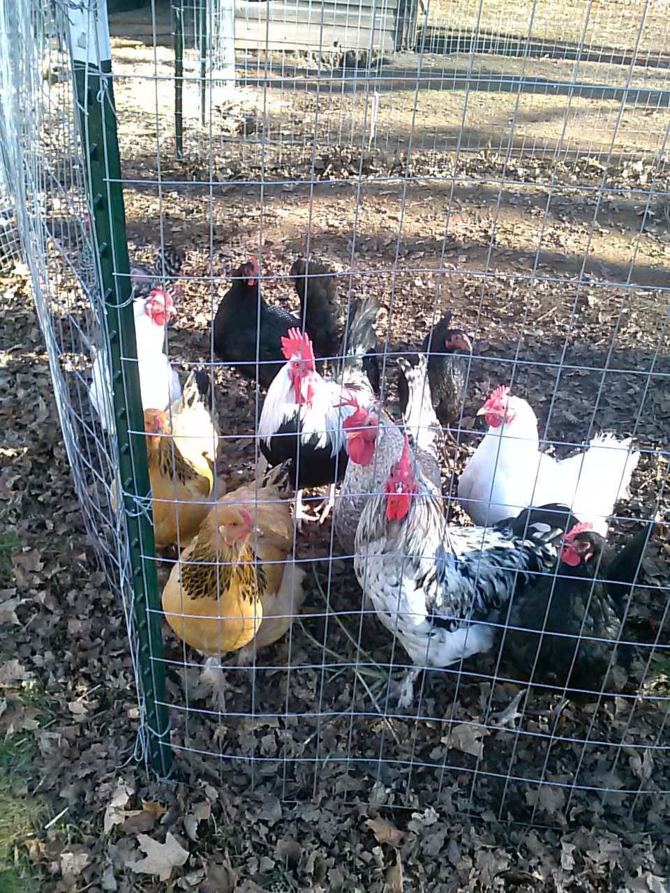 chickens 3